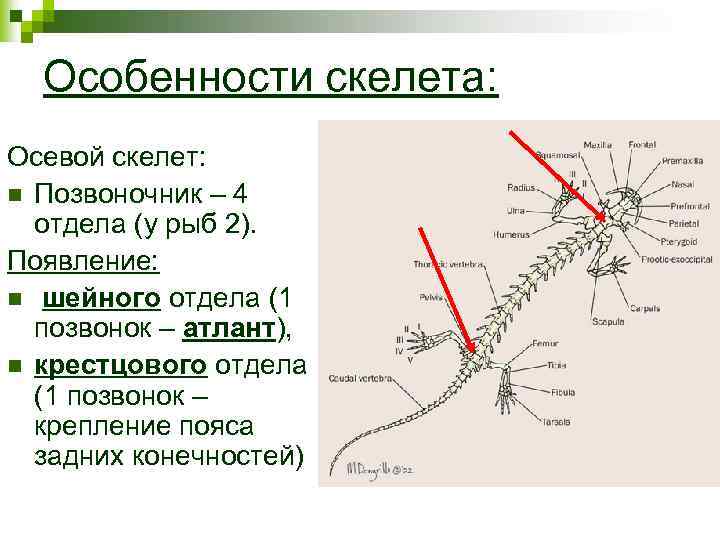 Особенности скелета: Осевой скелет: n Позвоночник – 4 отдела (у рыб 2). Появление: n