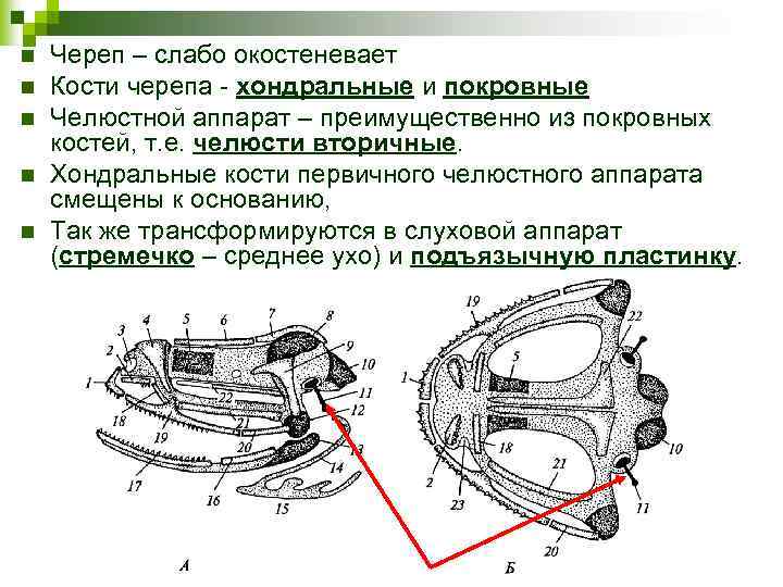 n n n Череп – слабо окостеневает Кости черепа - хондральные и покровные Челюстной