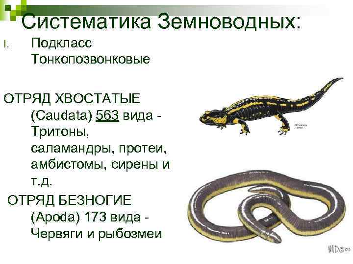 Саламандра относится к классу пресмыкающихся. Отряд хвостатые амфибии систематика. Класс земноводные отряд хвостатые представители. Систематика амфибий 7 класс. Систематика хвостатые земноводные.