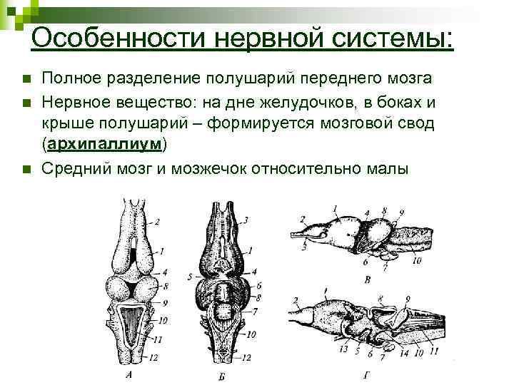 Особенности нервной системы: n n n Полное разделение полушарий переднего мозга Нервное вещество: на