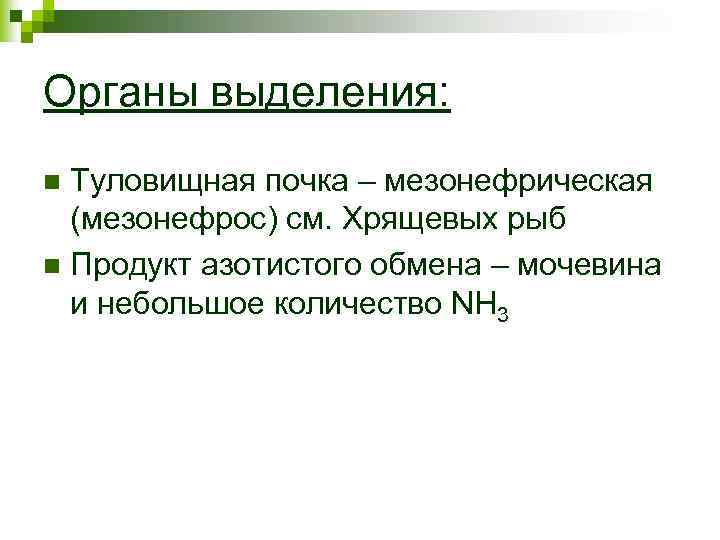 Органы выделения: Туловищная почка – мезонефрическая (мезонефрос) см. Хрящевых рыб n Продукт азотистого обмена