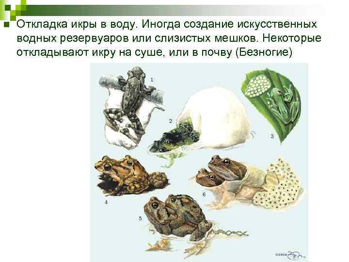 n Откладка икры в воду. Иногда создание искусственных водных резервуаров или слизистых мешков. Некоторые