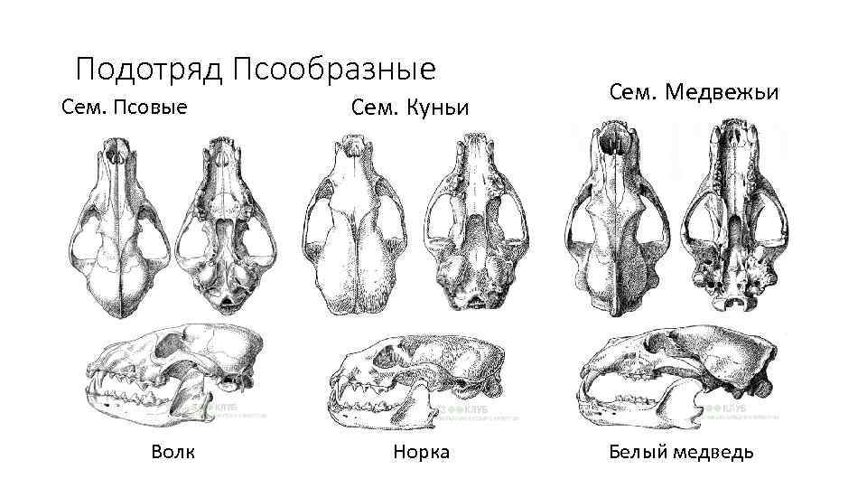 Подотряд Псообразные Сем. Псовые Волк Сем. Куньи Норка Сем. Медвежьи Белый медведь 