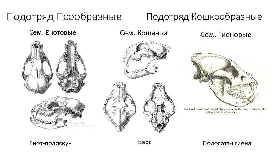 Подотряд Псообразные Сем. Енотовые Енот-полоскун Подотряд Кошкообразные Сем. Кошачьи Сем. Гиеновые Барс Полосатая гиена