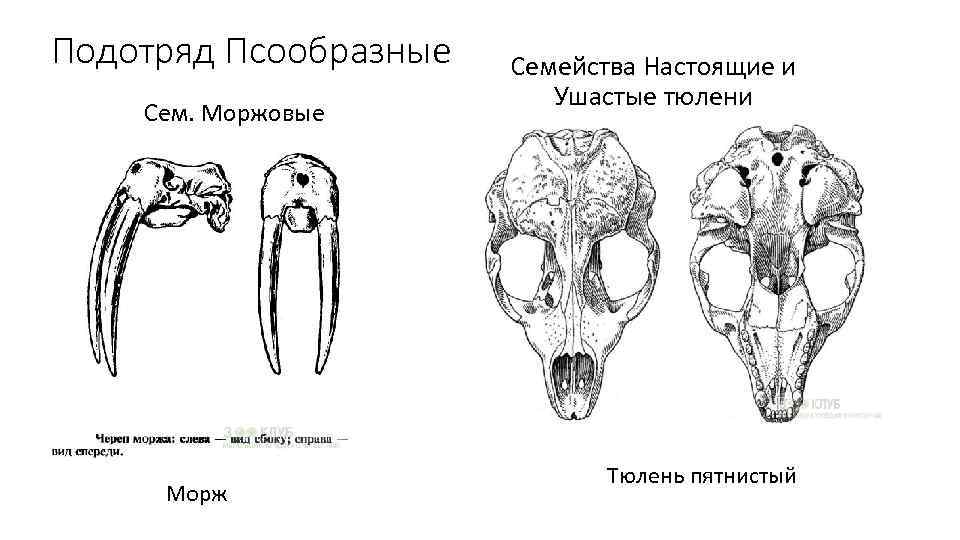 Подотряд Псообразные Сем. Моржовые Морж Семейства Настоящие и Ушастые тюлени Тюлень пятнистый 