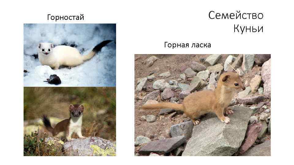 Горностай Семейство Куньи Горная ласка 