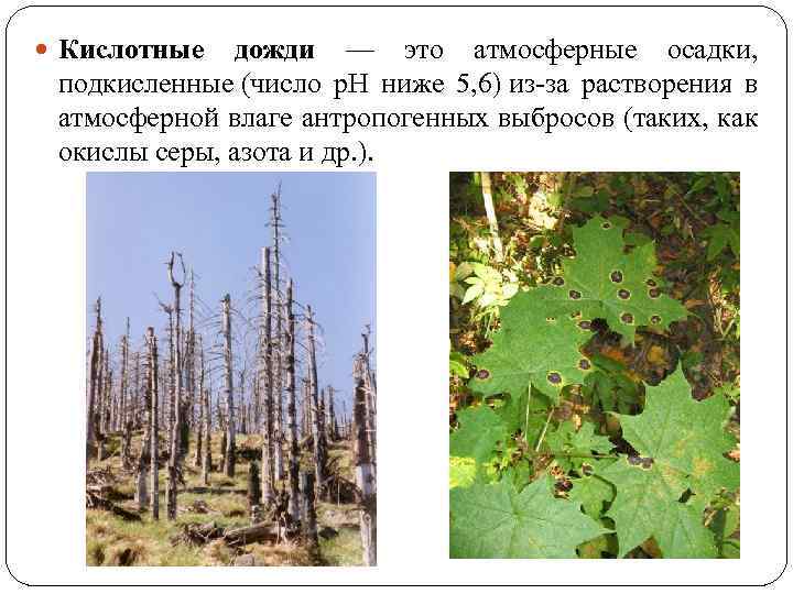  Кислотные дожди — это атмосферные осадки, подкисленные (число р. Н ниже 5, 6)