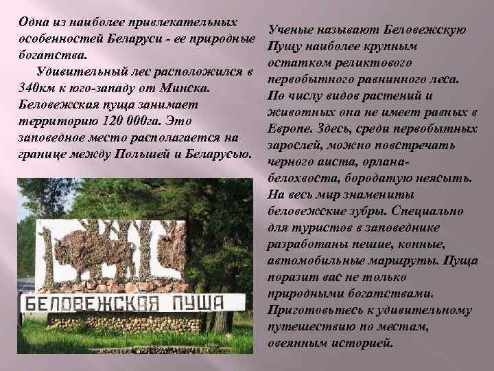 Одна из наиболее привлекательных особенностей Беларуси - ее природные богатства. Удивительный лес расположился в