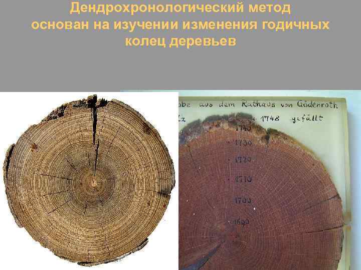 Дендрохронологический метод основан на изучении изменения годичных колец деревьев 
