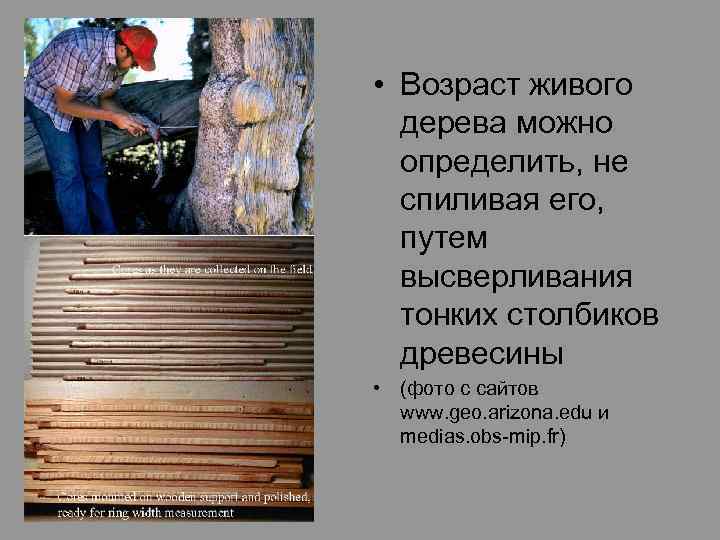  • Возраст живого дерева можно определить, не спиливая его, путем высверливания тонких столбиков