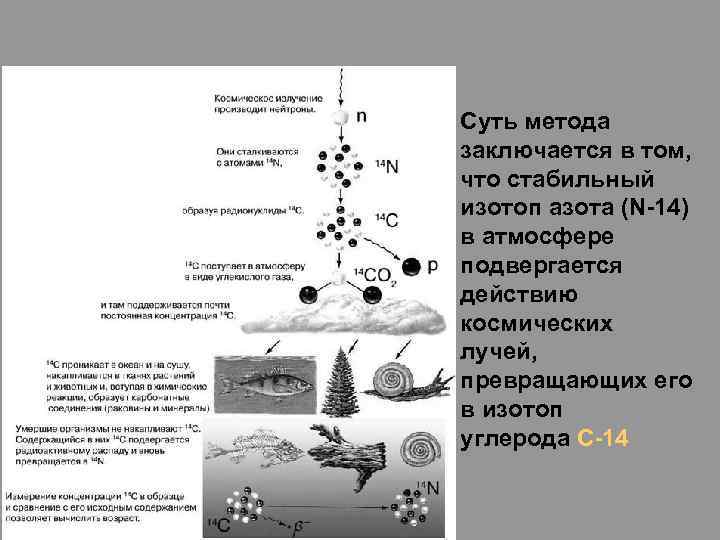  • Суть метода заключается в том, что стабильный изотоп азота (N-14) в атмосфере