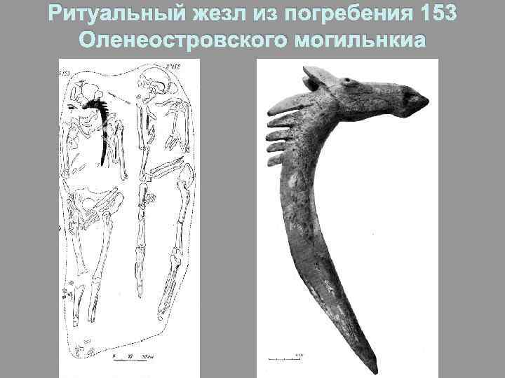 Ритуальный жезл из погребения 153 Оленеостровского могильнкиа 