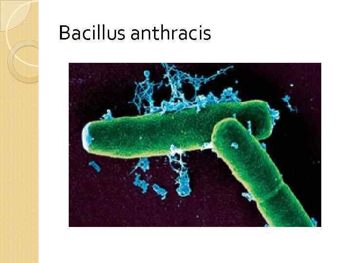 Bacillus anthracis 