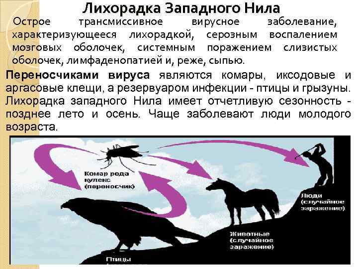 Лихорадка Западного Нила Острое трансмиссивное вирусное заболевание, характеризующееся лихорадкой, серозным воспалением мозговых оболочек, системным