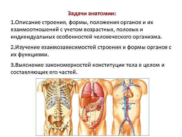 Особенности анатомии