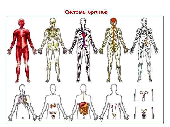 Возрастная анатомия и физиология. Возрастная анатомия. Возрастная анатомия человека. Возраст анатомия. Функциональная и возрастная анатомия..