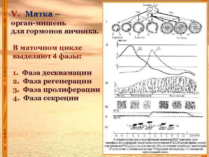 V. Матка – орган-мишень для гормонов яичника. В маточном цикле выделяют 4 фазы: 1.