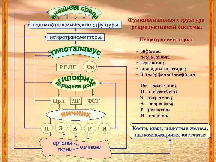 надгипоталамические структуры Функциональная структура репродуктивной системы. нейротрансмиттеры Нейротрансмиттеры: Ок РГ ЛГ Прл П •