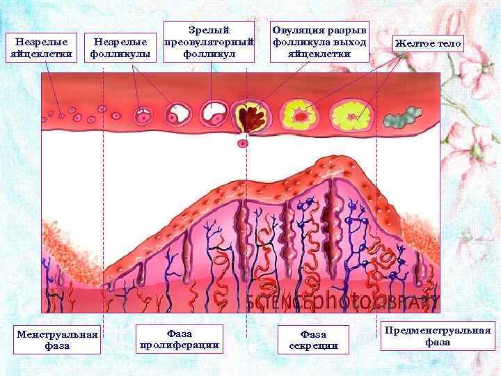 Незрелые яйцеклетки Незрелые фолликулы Менструальная фаза Зрелый преовуляторный фолликул Фаза пролиферации Овуляция разрыв фолликула