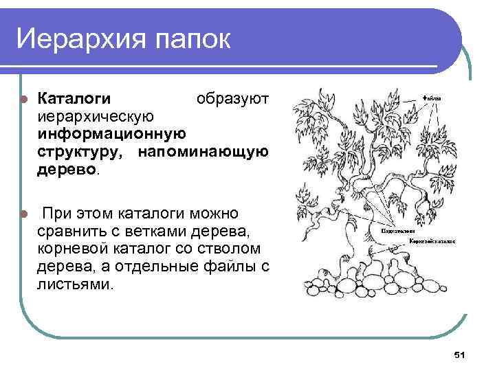 Иерархия папок l Каталоги образуют иерархическую информационную структуру, напоминающую дерево. l При этом каталоги