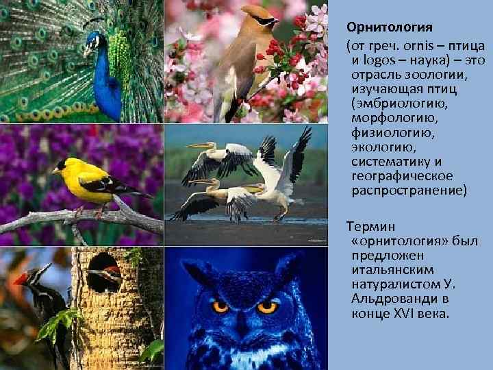  Орнитология (от греч. оrnis – птица и logos – наука) – это отрасль