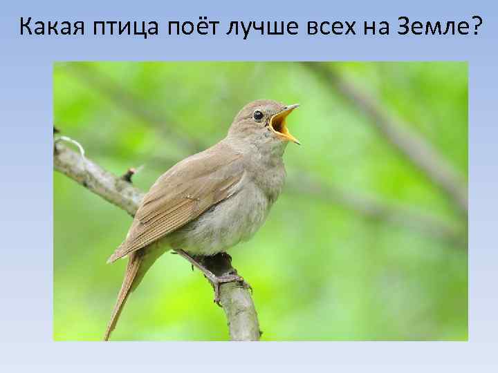 Какая птица поёт лучше всех на Земле? 