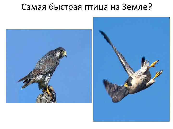 Самая быстрая птица на Земле? 