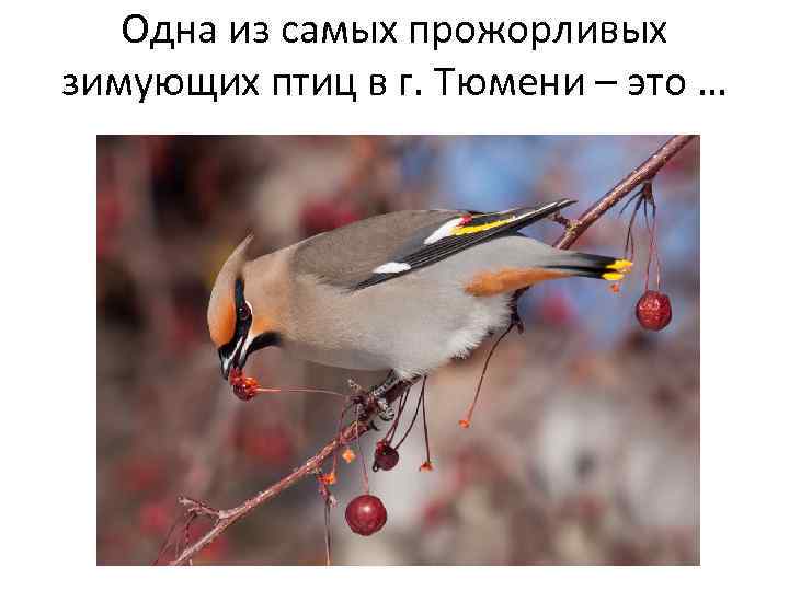 Одна из самых прожорливых зимующих птиц в г. Тюмени – это … 