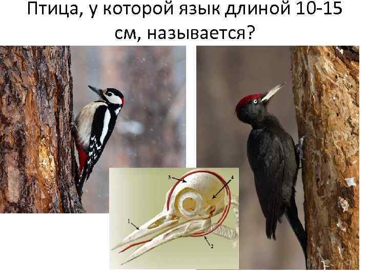 Птица, у которой язык длиной 10 -15 см, называется? 