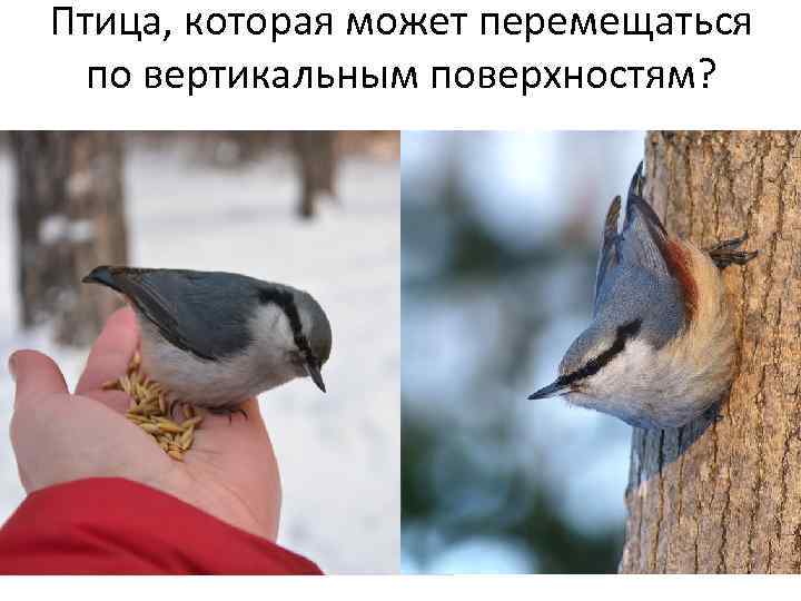 Птица, которая может перемещаться по вертикальным поверхностям? 