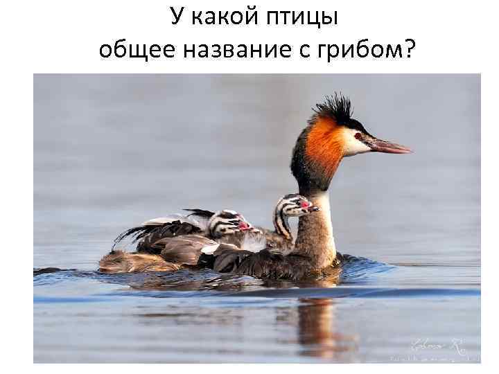 У какой птицы общее название с грибом? 