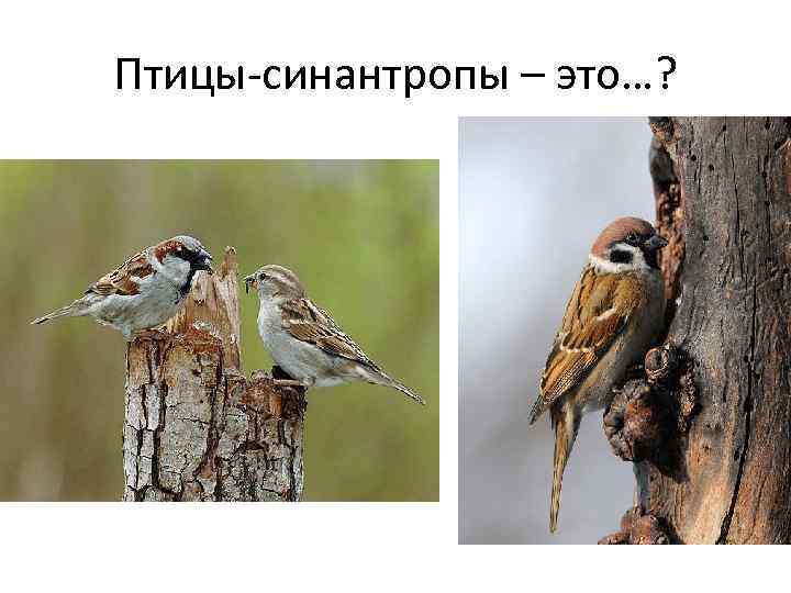 Птицы-синантропы – это…? 