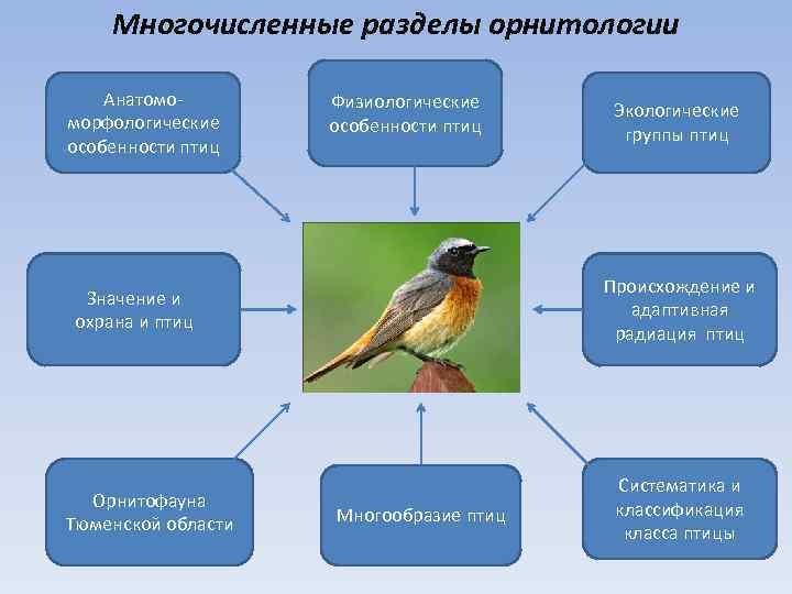 Значение птиц фото