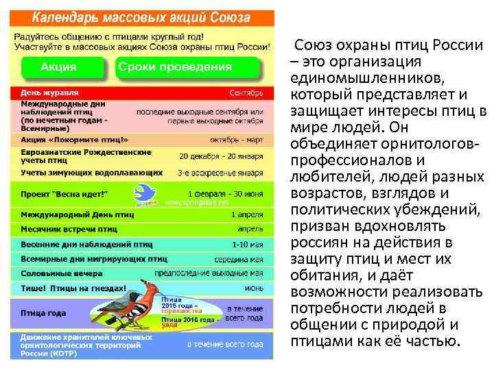  Союз охраны птиц России – это организация единомышленников, который представляет и защищает интересы