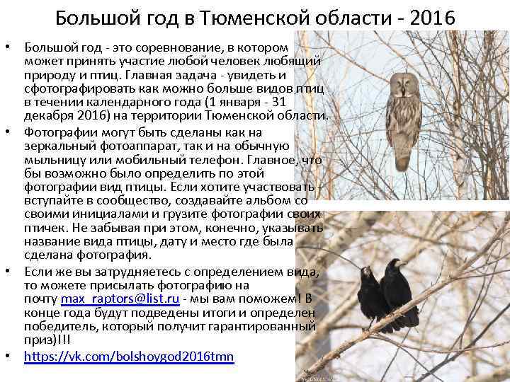 Большой год в Тюменской области - 2016 • Большой год - это соревнование, в