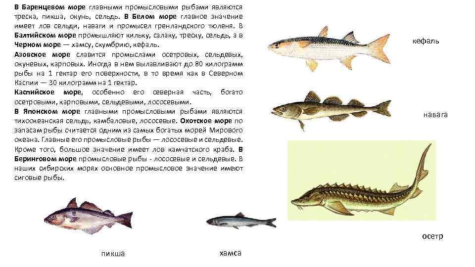 В Баренцевом море главными промысловыми рыбами являются треска, пикша, окунь, сельдь. В Белом море