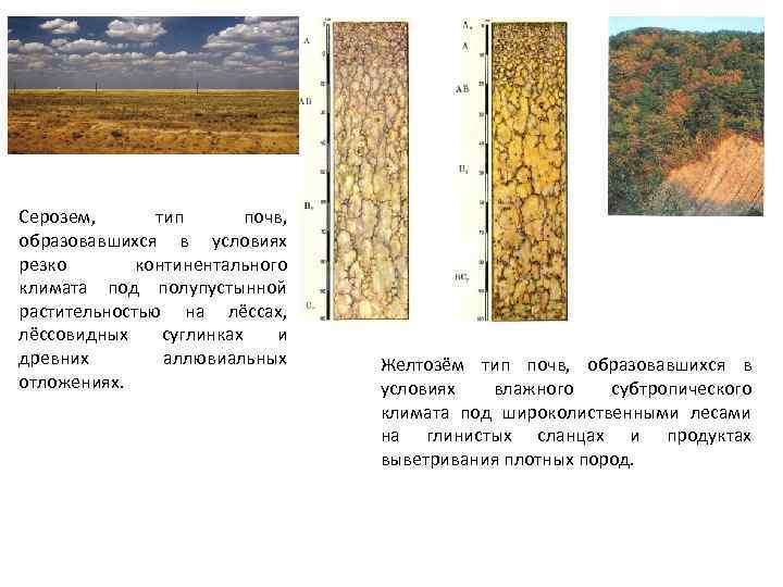 Серозем, тип почв, образовавшихся в условиях резко континентального климата под полупустынной растительностью на лёссах,