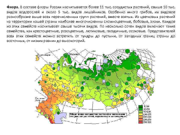 Флора. В составе флоры России насчитывается более 11 тыс. сосудистых растений, свыше 10 тыс.
