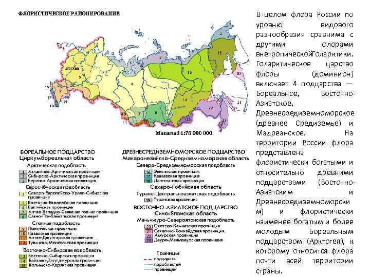 В целом флора России по уровню видового разнообразия сравнима с другими флорами внетропической. Голарктики.