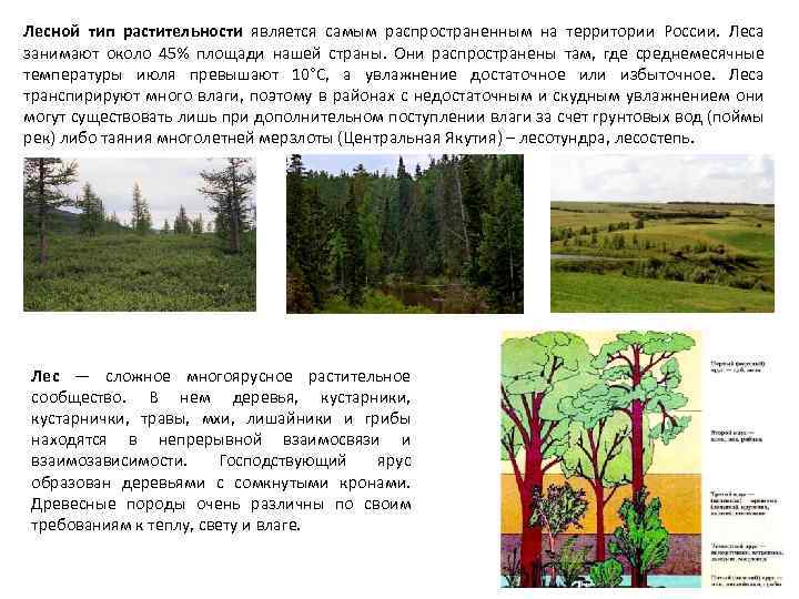 Лесной тип растительности является самым распространенным на территории России. Леса занимают около 45% площади