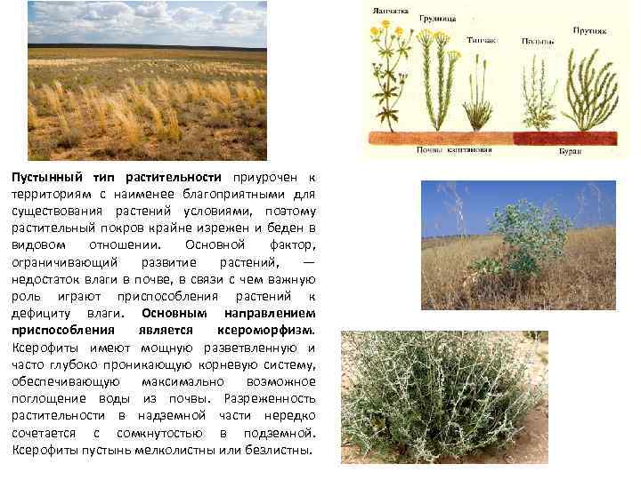 Пустынный тип растительности приурочен к территориям с наименее благоприятными для существования растений условиями, поэтому