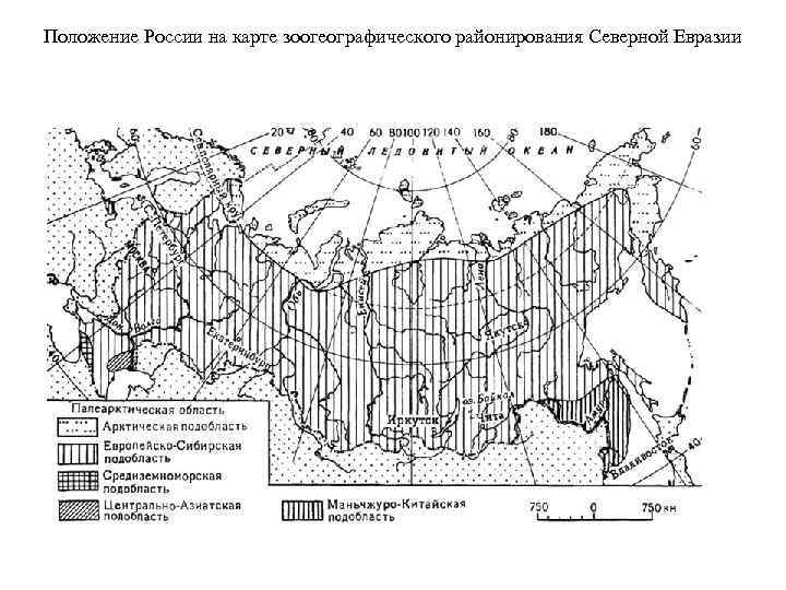 Положение России на карте зоогеографического районирования Северной Евразии 