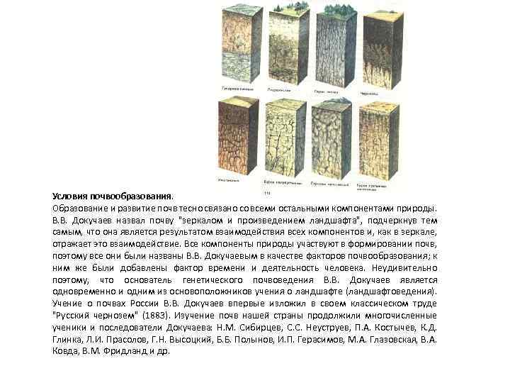 Условия почвообразования. Образование и развитие почв тесно связано со всеми остальными компонентами природы. В.