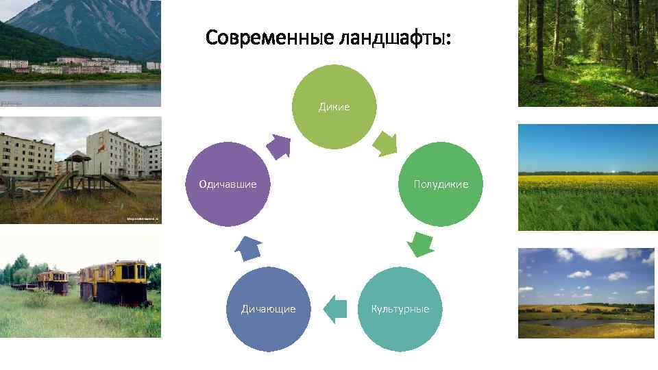 Современные ландшафты: Дикие Одичавшие Дичающие Полудикие Культурные 