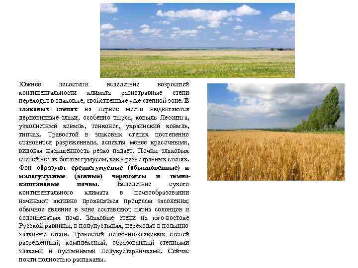 Южнее лесостепи вследствие возросшей континентальности климата разнотравные степи переходят в злаковые, свойственные уже степной