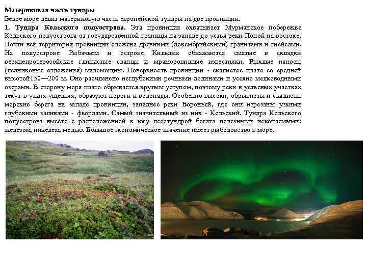 Материковая часть тундры Белое море делит материковую часть европейской тундры на две провинции. 1.