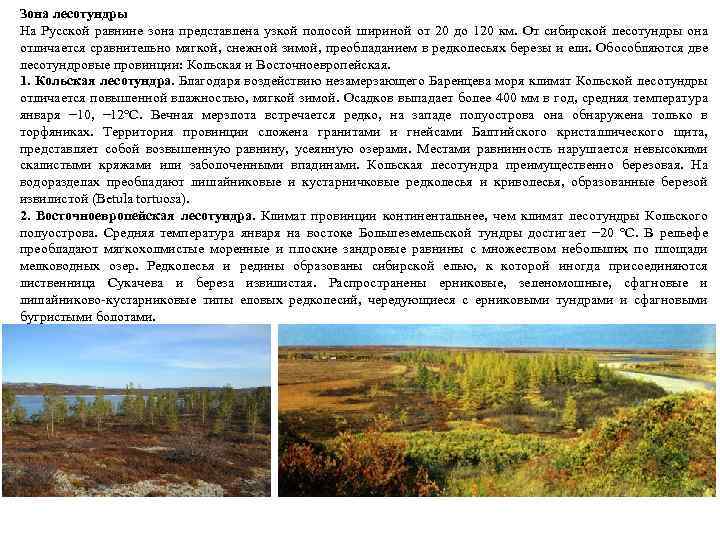 Зона лесотундры На Русской равнине зона представлена узкой полосой шириной от 20 до 120