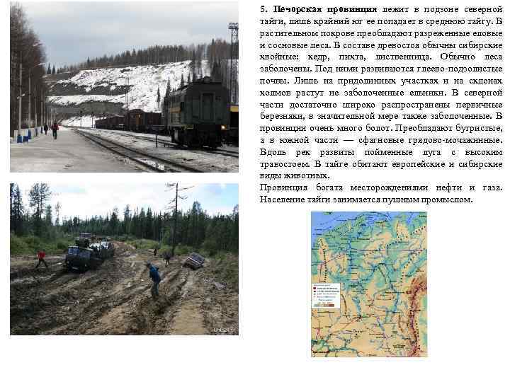 5. Печорская провинция лежит в подзоне северной тайги, лишь крайний юг ее попадает в