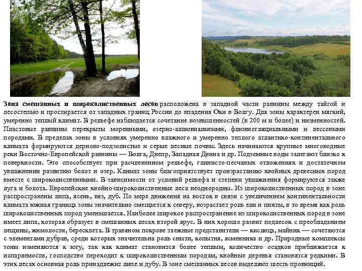 Зона смешанных и широколиственных лесов расположена в западной части равнины между тайгой и лесостепью
