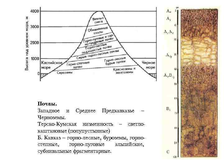 Почвы. Западное и Среднее Предкавказье – Черноземы. Терско-Кумская низменность – светлокаштановые (полупустынные) Б. Кавказ